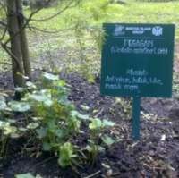 Tanaman Antipikun dan Pengusir Bau Badan di Taman TOKA