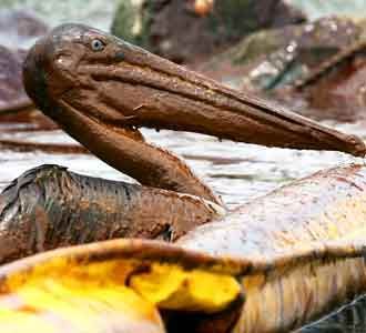 Burung Mandi Minyak Mentah