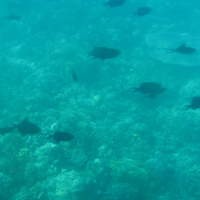 Kresek Fish In The Bunaken Sea