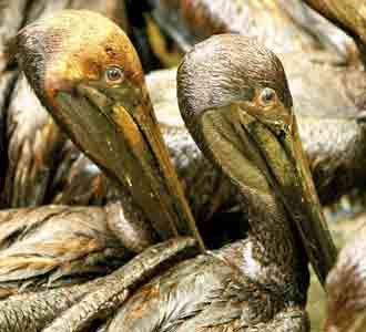 Korban Tumpahan Minyak Meksiko