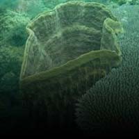 Bleaching, Kematian Karang Akibat Pemanasan Global