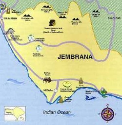 Remaja Jembrana  Dinikahkan dengan Sapi yang Disetubuhinya