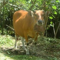 Duduk Berdekatan, Adik GA Tak Lihat Kakaknya Setubuhi Sapi