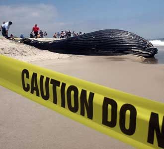 Seekor Paus Bungkuk Tewas