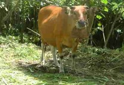 Bisakah Manusia Menghamili Binatang?