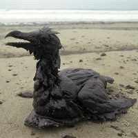 Terkait Tumpahan Minyak, BP Minta Bantuan Google