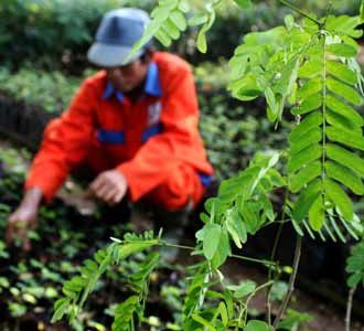 Tanam Pohon Untuk Udara Bersih