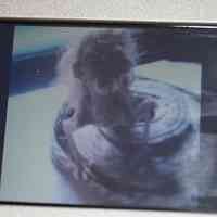 Heboh Video Ular Berkepala Wanita di Situbondo 