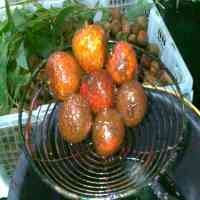 Waspadai Peredaran Buah Leci Palsu di Pasaran 