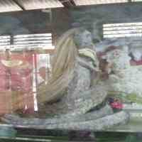 Uji Lab BKSDA Temukan Sejumlah Kebohongan