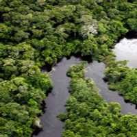 Pohon di Hutan Amazon Ditebangi, Malaria Meningkat