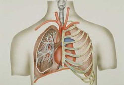 Mengapa Manusia Memiliki 2 Paru-paru Tapi 1 Jantung?