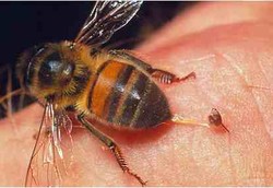 Menghindari Sengatan Lebah yang Berakibat Fatal