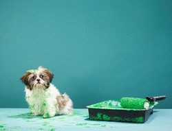 Makna Warna Pada Dinding Rumah (Bagian 2)