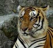 Pencuri Bawa Kabur Truk Bermuatan Macan dan 2 Unta