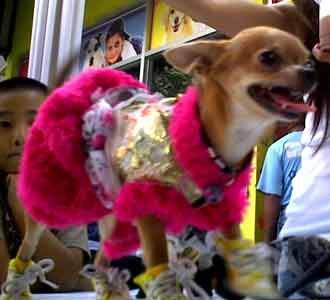 Ketika Anjing Ikut Kontes