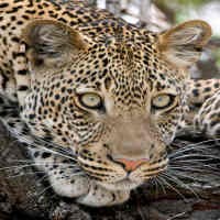 Bocah 7 Tahun Diterkam Macan Tutul Saat Pertunjukan Sirkus