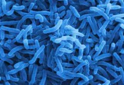 Kalau Bakteri Sedang Ngobrol