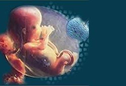 Sperma dan Sel Telur Agar Anak Berwajah Rupawan Bisa Dipesan