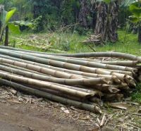  Bambu Sudah Tak Mampu Melawan Baja