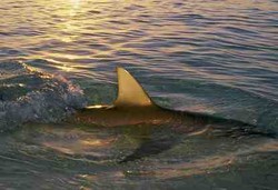 Bakteri yang Kebal Antibiotik Senang Bersarang di Mulut Hiu