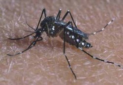 Yang Keliru Tentang Demam Berdarah