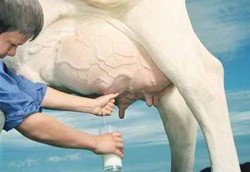 Susu Segar Langsung Belum Sepenuhnya Bebas Bakteri 