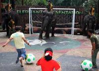 Adu Penalti Antar Gajah