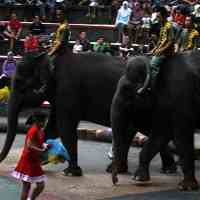 Adu Penalti Gajah Meriahkan Pertunjukan Taman Safari Prigen