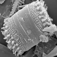 Alga Spesies Baru Ditemukan di Danau Kawah Gunung Berapi Turki