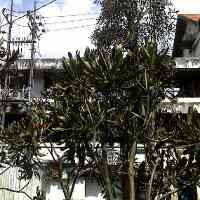 Tanaman di Dekat Pabrik Menghitam dan Layu