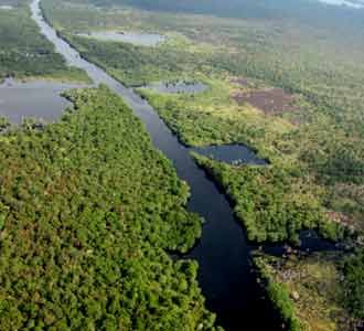 Hutan Semenanjung Kampar
