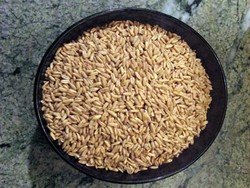 Gandum Untuk Merawat Gigi