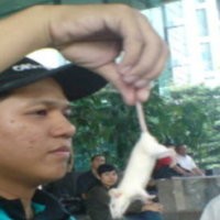 Setelah Kupu-kupu, Babi dan Tikus, Lalu Apa Lagi?