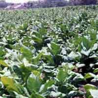 Pemkab Sumenep Perluas Tanam Tembakau