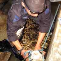 Buaya Milik Warga Banyuwangi Akhirnya Dikarantina di Kolam Hitto