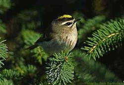 Kicauan Burung-burung yang Sebarkan Virus Flu