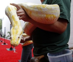 Ular Sakti Piala Dunia 2010 Diamankan