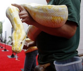 Ular Sakti Piala Dunia 2010 Diamankan