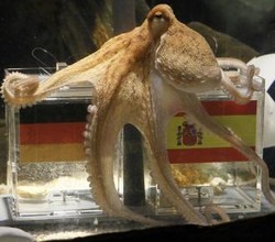 Paul, Cerita Gurita Hebohkan Piala Dunia