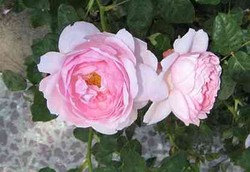 Kekuatan Bunga untuk Kesehatan