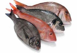 Tiada Minggu Tanpa Ikan Laut