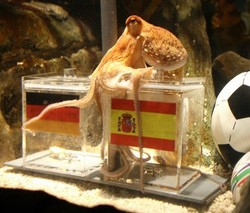 Benar Lagi, Si Gurita Peramal Kini Dibenci