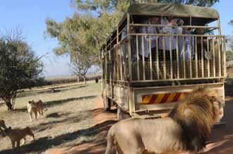 Timnas Jerman dan Singa Afrika