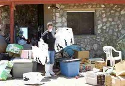 Pengidap Animal Hoarding Ingin Sayang Kucing Malah Menyiksa