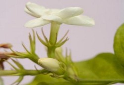 Khasiat Aroma Bunga Melati Setara dengan Obat Penenang