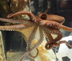 Paul Si Gurita dari Italia?