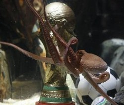 Rumah Judi Geleng-geleng Kepala karena Paul