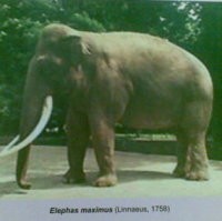 2010, PD Kebersihan Targetkan Tekan Volume Sampah hingga 8 Persen