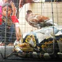 Ular Phyton 50 Kg Gegerkan Warga Bendul Merisi Permai 